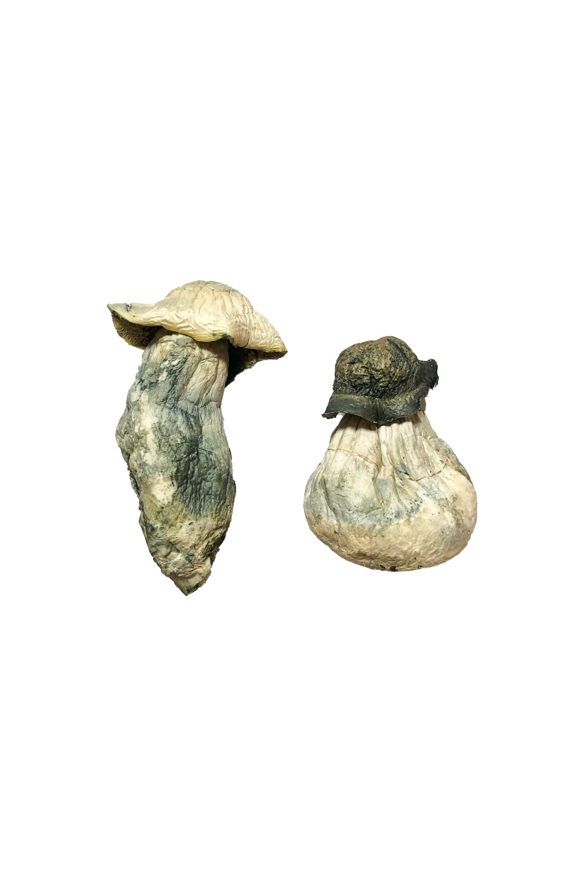 Albino-Penis-Envy-Magic-Mushrooms.jpg