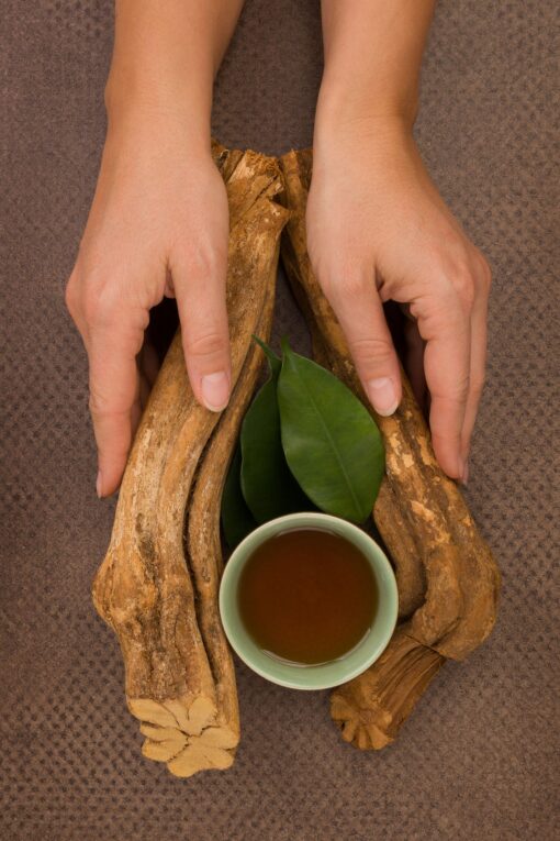 Ayahuasca.jpeg