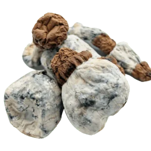 Blue Button Magic Mushrooms