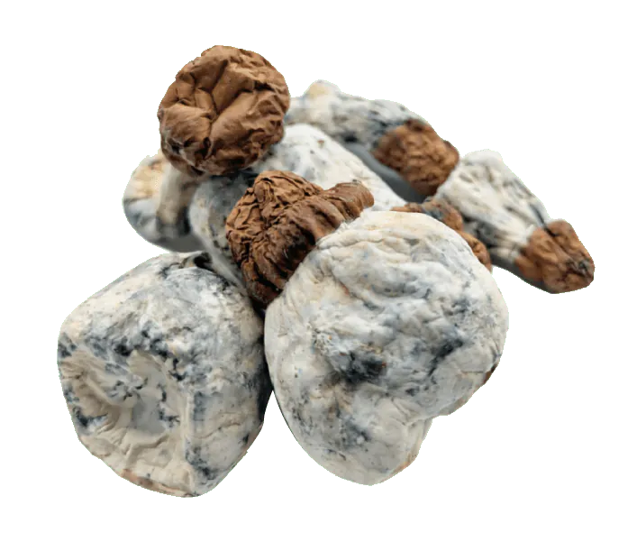 Blue-Button-Shrooms-Canada.png.webp