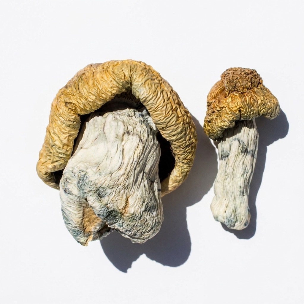 BlueyVuitton-Magic-Shrooms.jpg