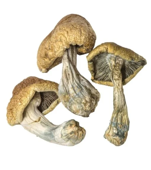 Cambodian-Magic-Mushrooms.webp