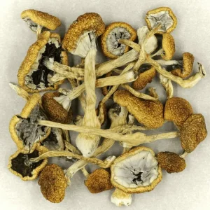 Cambodian Magic Mushroom​s