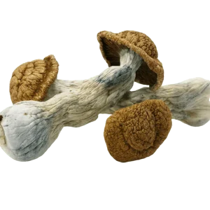 Code Blue Magic Mushrooms