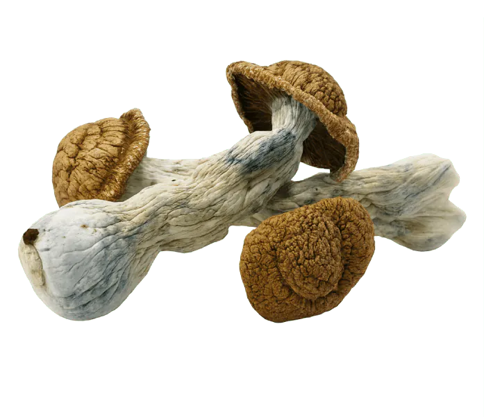Code-Blue-Shrooms.png.webp