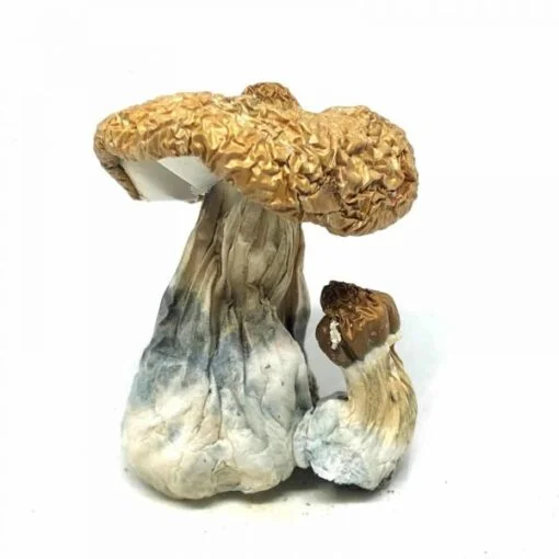 Costa-Rican-Magic-Mushrooms.webp
