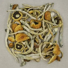 Costa Rican Magic Mushroom​s