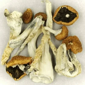 Creeper Magic Mushroom​s