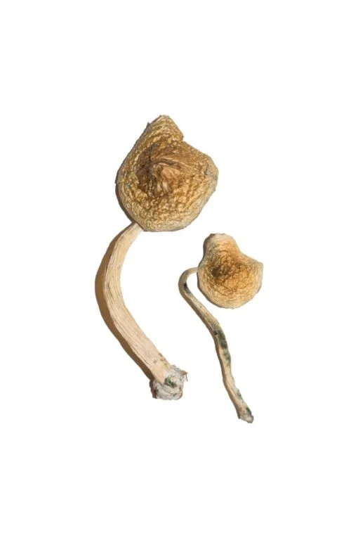 Cuban-Magic-Mushrooms.webp