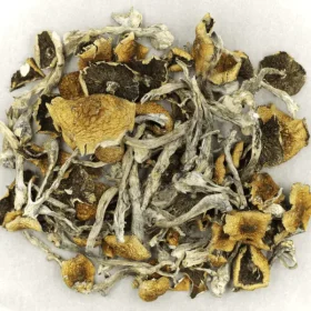 Daddy Long Legs Magic Mushroom​s