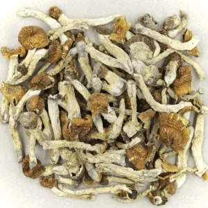 Florida White Magic Mushroom​s