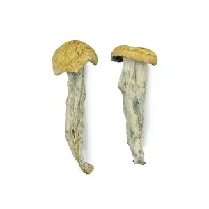 Fo Dawg Magic Mushrooms