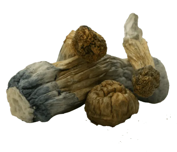 GC-Thrasher-Mushrooms-Dried.png.webp