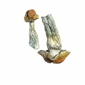 Golden Penis Envy Magic Mushrooms