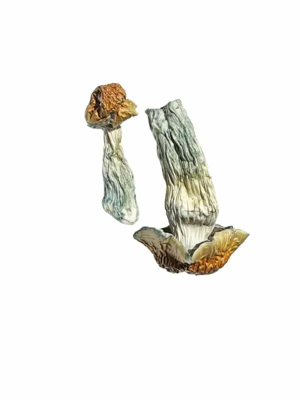 Golden-Penis-Envy-Magic-Shrooms-600x800-1.webp