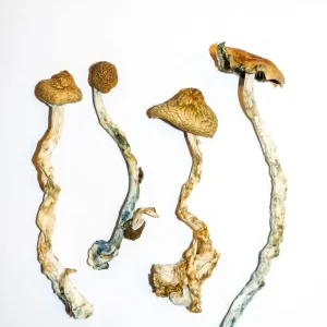 Golden Teacher Magic Mushrooms
