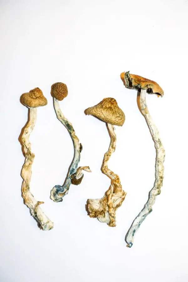 Golden-Teacher-–-Magic-Mushrooms-600x900-1.webp