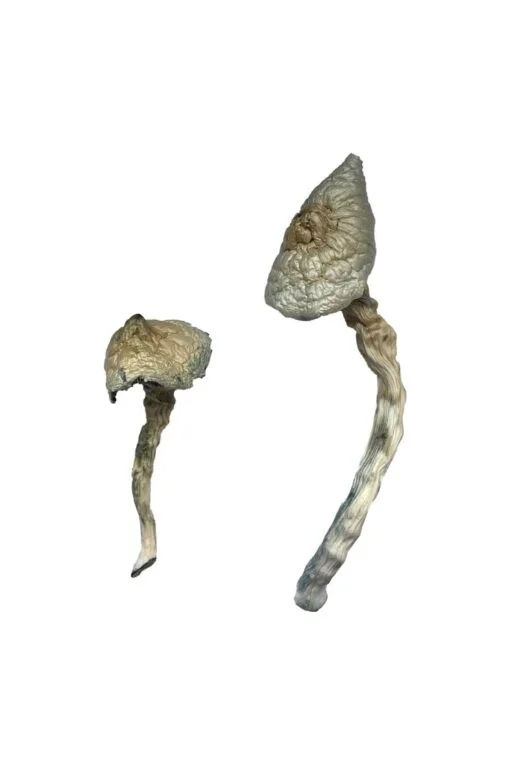 Great-White-Monster-Magic-Mushrooms.webp