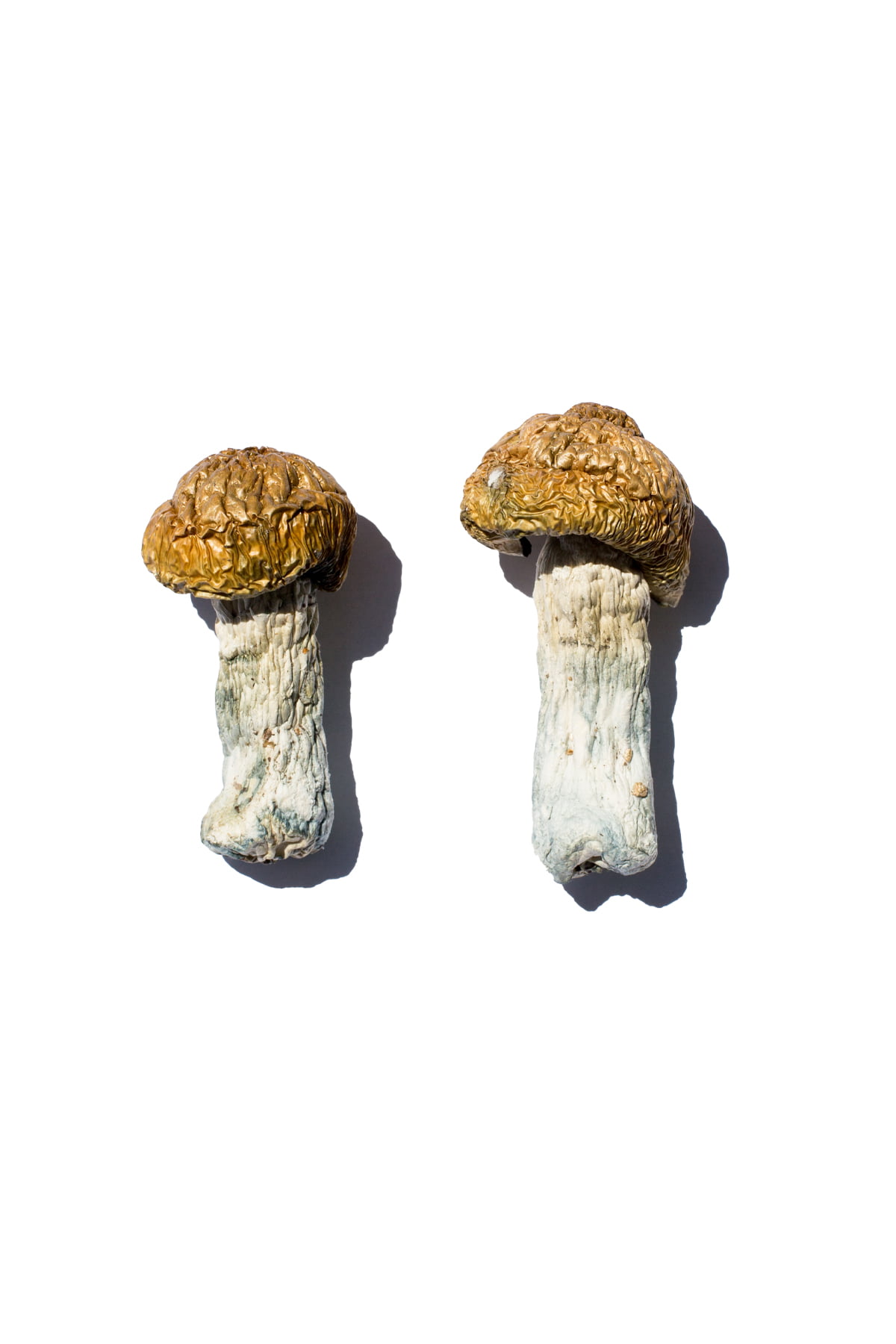 Hero-Magic-Mushrooms-1.jpg