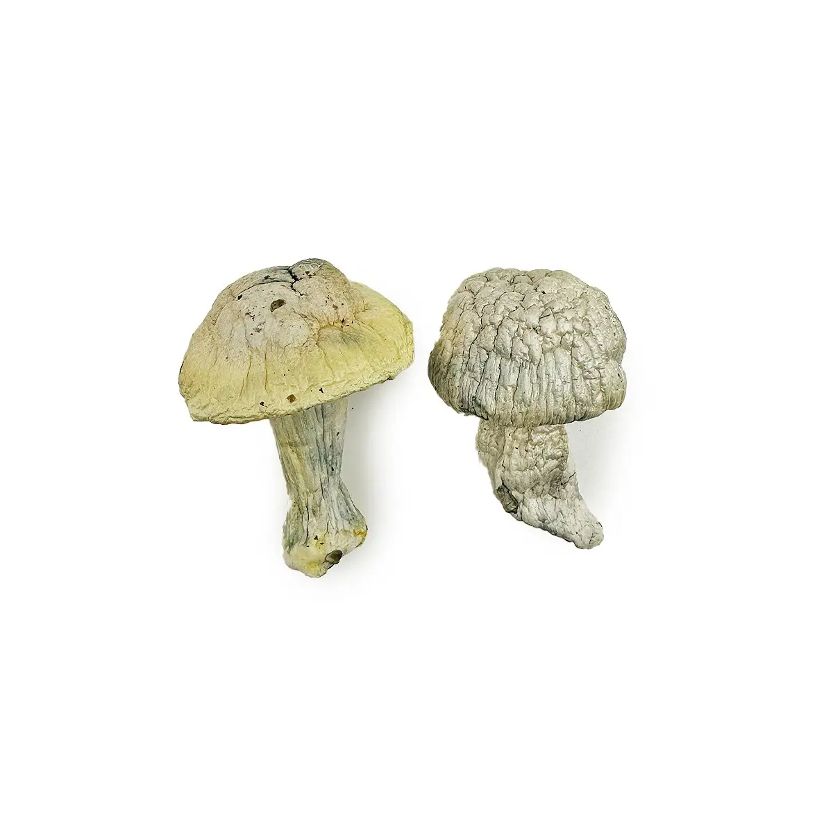 Iceberg-Magic-Mushrooms.webp