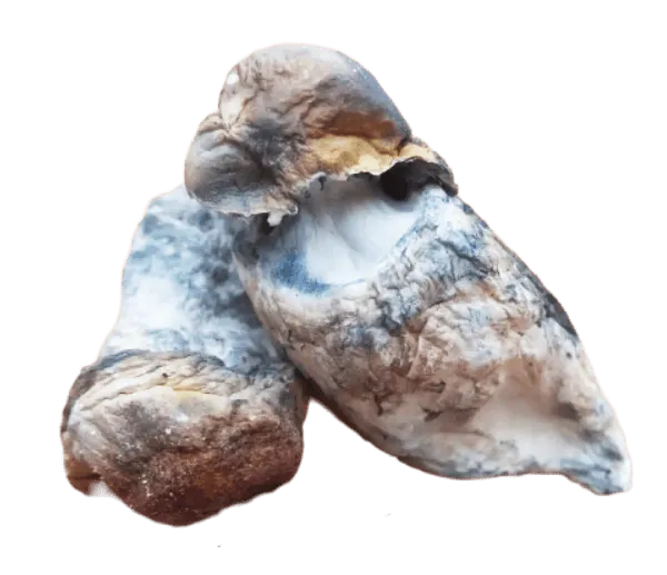 Liquid-Gates-Magic-Mushrooms.png.webp