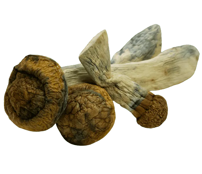 Mack-shak-magic-mushroom-strain.png.webp