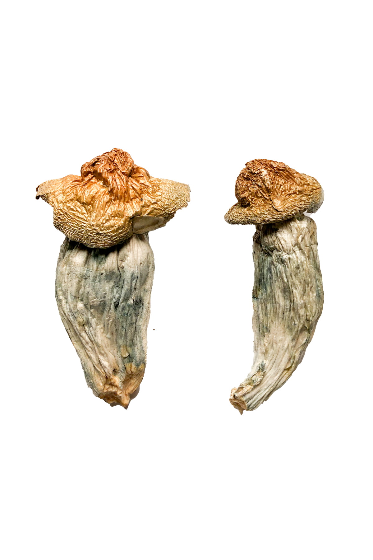 Melmac-Homestead-Penis-Envy-Shrooms.jpg