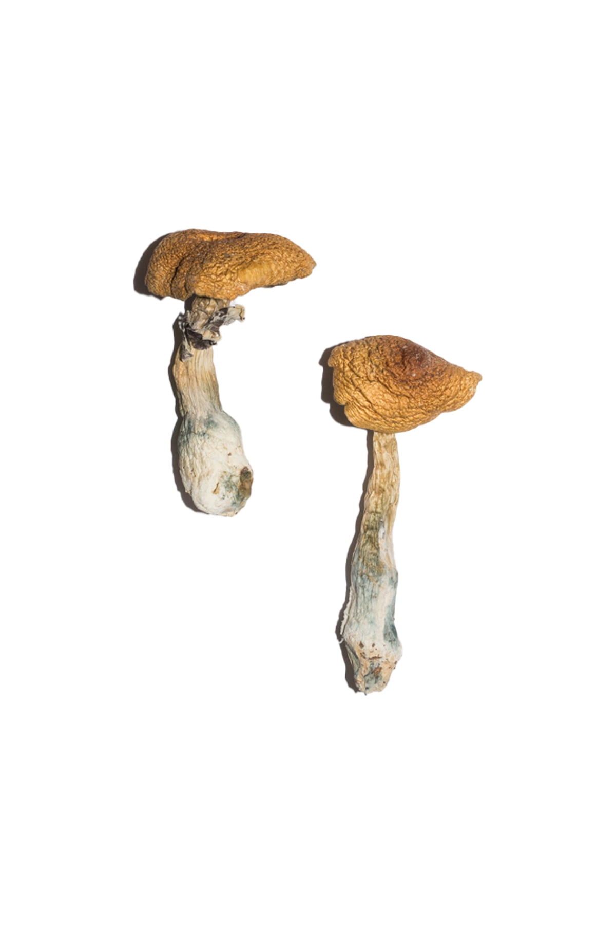 Penis-Envy-6-PE6-Magic-Mushrooms.jpg