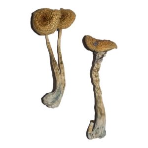 Penis Envy 6 (PE6) Magic Mushrooms