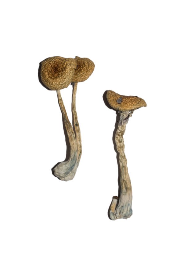 Penis-Envy-6-PE6-Shrooms-600x900-1.jpg