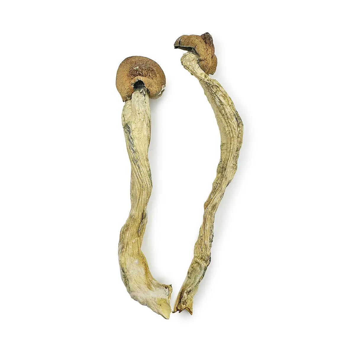 Penis-Envy-7-Magic-Shrooms.webp