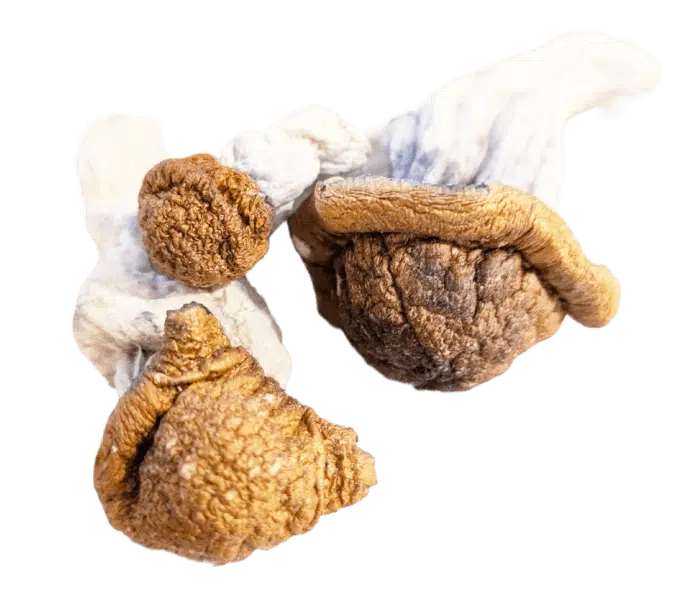 Trinity-Magic-Shrooms-Canada.png.webp