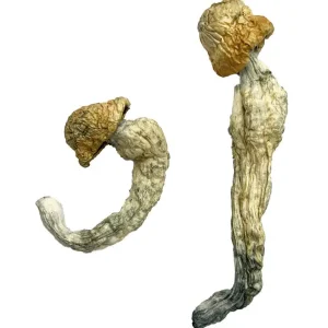 Uncut Penis Envy Magic Mushrooms