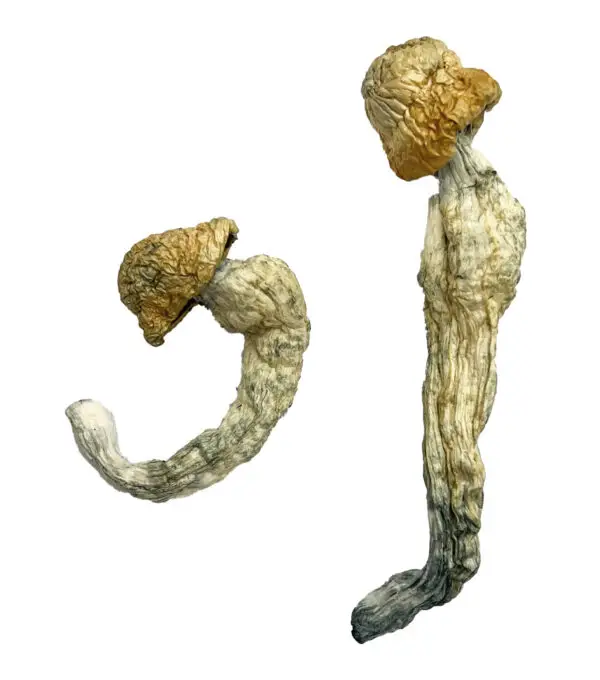 Uncut-Penis-Envy-Magic-Shrooms-Strain-600x680-1.webp