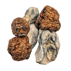Vietnamese Magic Mushrooms