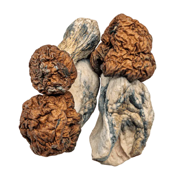 Vietnamese-magic-mushrooms.png.webp