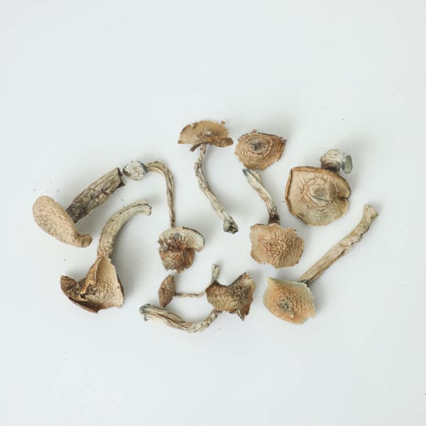 abino-goodies-dried-shrooms-toronto-delivery-600x600-1.jpg