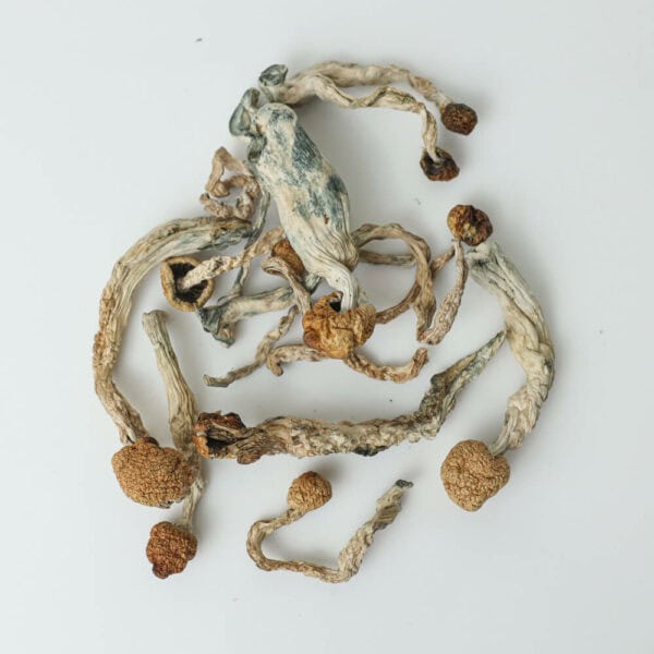 amazonian-shrooms-magic-mushroom-delivery-toronto-600x600-1.jpg
