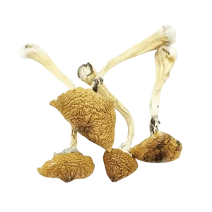 B+ Cubensis Magic Mushrooms