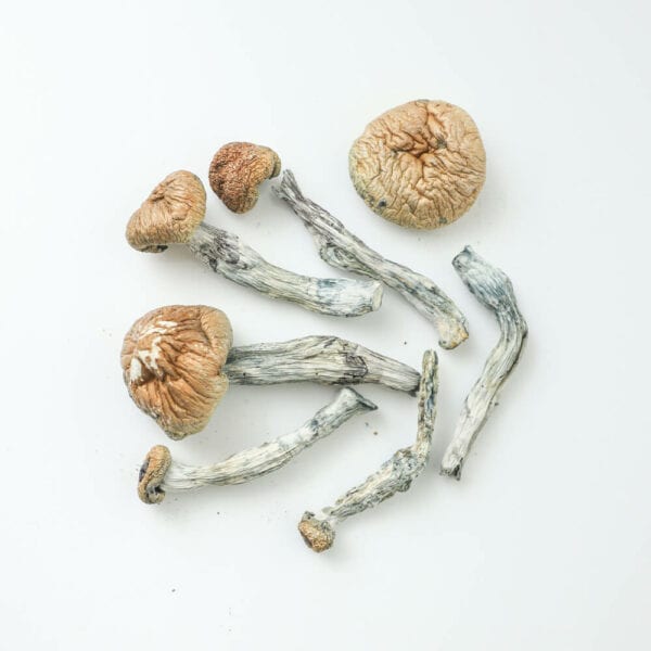 blue-goba-shrooms-magic-mushroom-delivery-toronto-600x600-1.jpg