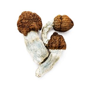 Blue Meanies  Magic Mushrooms