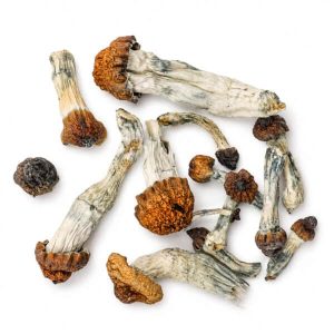 Blue Pulaski Magic Mushroom