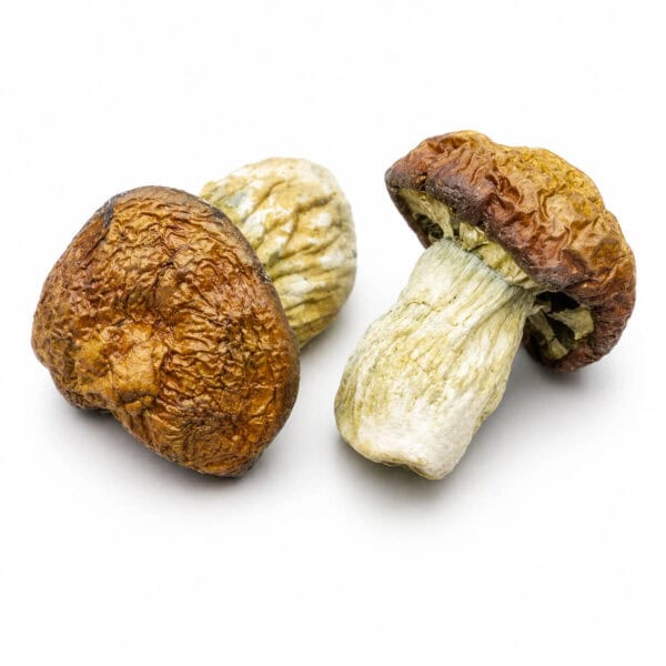 buy-african-trasnkei-magic-mushroom-online-1-600x600-1.jpg