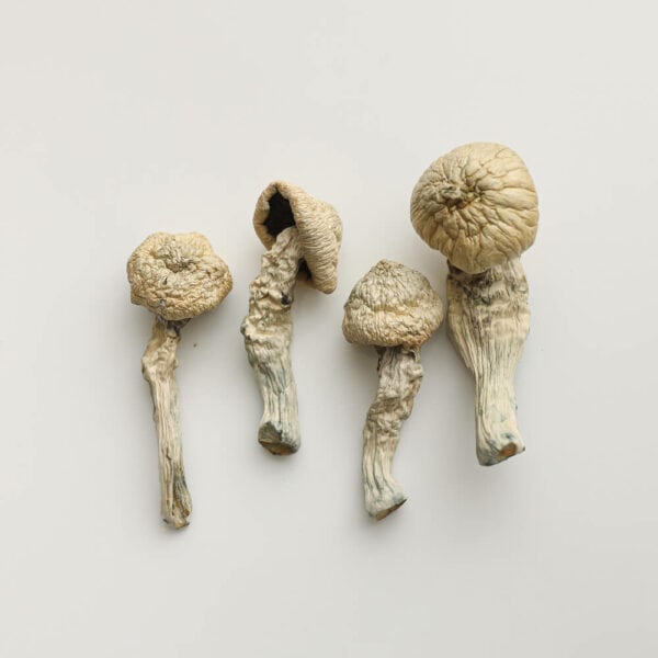 fllying-saucer-shrooms-magic-mushroom-delivery-toronto-600x600-1.jpg