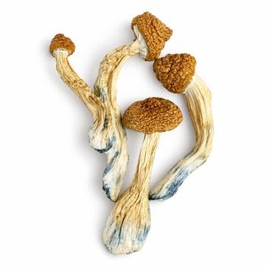 Gold member  Magic Mushrooms
