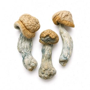 Hillbilly Magic Mushrooms