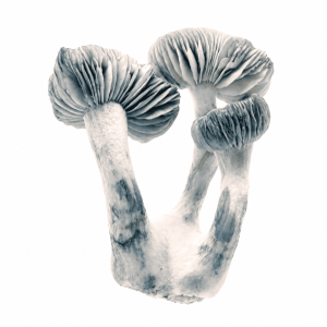 Jack Frost Magic Mushrooms