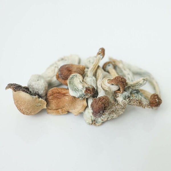 jedi-mind-fuck-shrooms-magic-mushroom-delivery-toronto-600x600-1.jpg