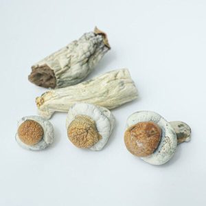 Makilla Gorilla Magic Mushrooms