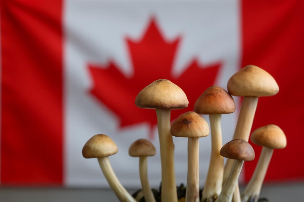 psilocybin enforcement Canada - Psilocybin Enforcement in Canada: What Recent Selling Cases Mean for Mushroom Education
